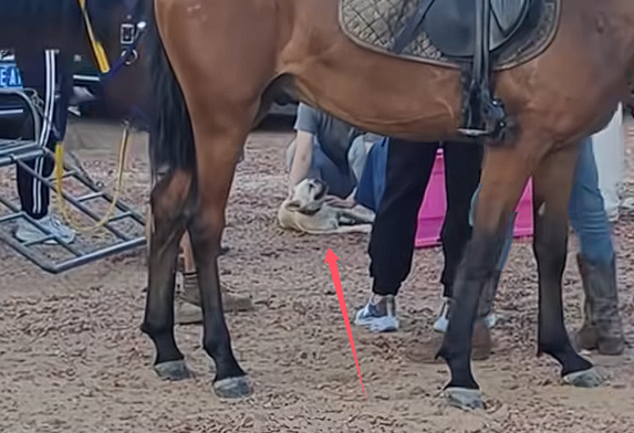 没栓绳的法斗犬景区内咬马致游客坠落:被马飞起一脚踢废
