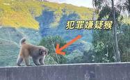 男子路边停车休息遭野猴入车袭击：被动物抓伤需做好“三防”