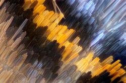 被放大的飞蛾鳞片惊到了