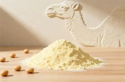 驼奶和牛奶哪个营养更高？驼奶真那么神吗 还是智商税