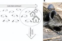 因为一口吃的 美国野生浣熊逐渐“宠物”化