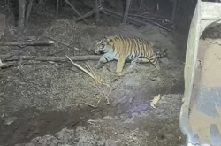 挖掘机女司机夜间作业偶遇东北虎：气定神闲 丝毫不怕人