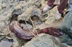 重庆发现“水中活化石”野生大鲵：全身呈红褐色 体长达1.5米十分罕见