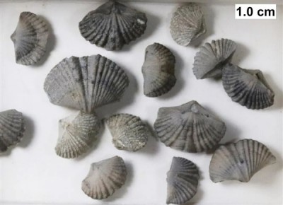 曾统治海底2亿年的腕足动物 为什么如今“拉到家”