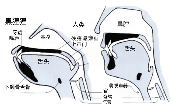 人类身上明显的缺陷：吃饭时发出声音会杀死自己