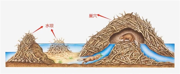 捷克7年没建成的水坝 被“基建狂魔”河狸一夜建成！怒省870万