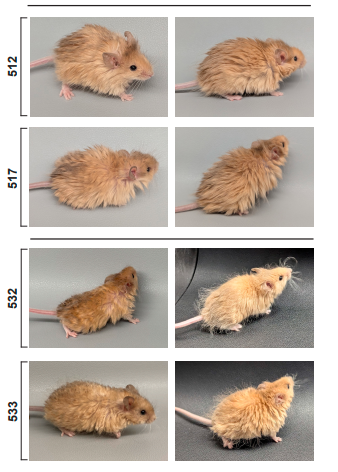 有了“长毛猛犸鼠” 我们真的能“复活猛犸象”吗