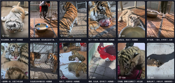 东北虎饲养员给狼送鸡吃 狼瑟瑟发抖躲角落 网友:撸完老虎没洗手