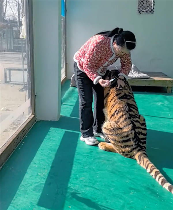东北虎饲养员给狼送鸡吃 狼瑟瑟发抖躲角落 网友:撸完老虎没洗手