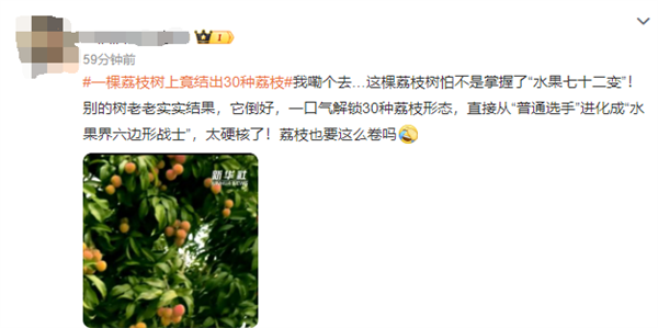 广西灵山惊现“百变荔枝王”!一棵荔枝树上竟然结出30种荔枝