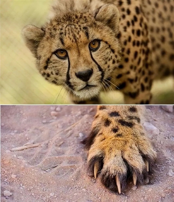 猎豹也是猫科动物：为什么它不能像花豹一样擅长爬树