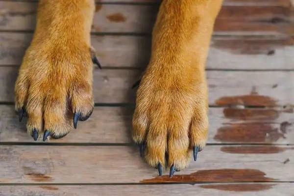 猎豹也是猫科动物：为什么它不能像花豹一样擅长爬树