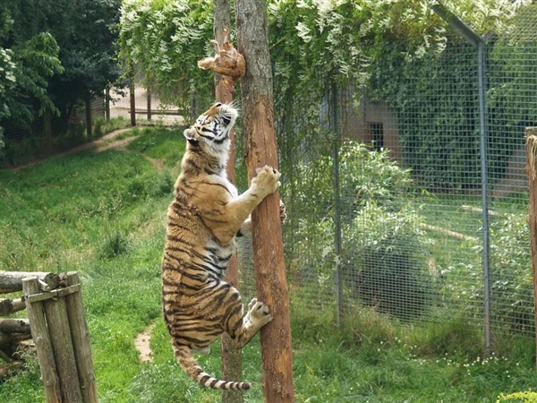 猎豹也是猫科动物：为什么它不能像花豹一样擅长爬树