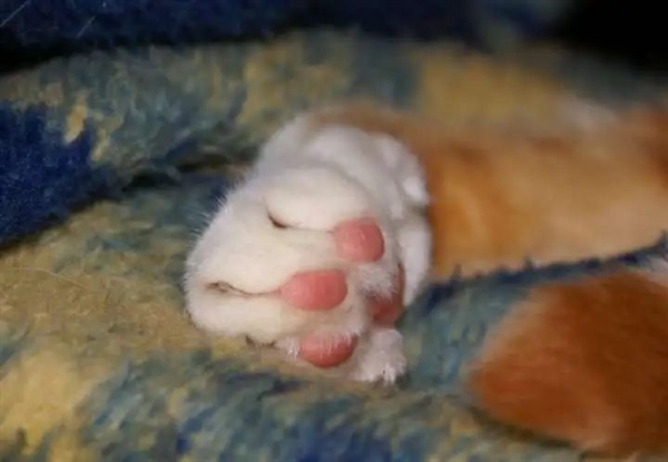 猎豹也是猫科动物：为什么它不能像花豹一样擅长爬树