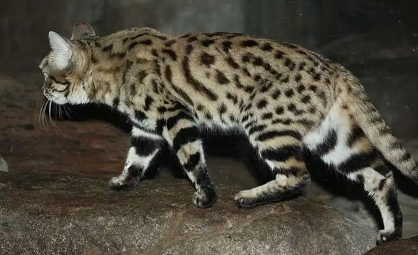 猎豹也是猫科动物：为什么它不能像花豹一样擅长爬树
