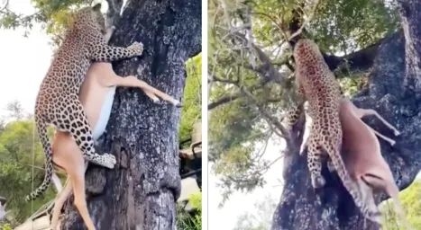 猎豹也是猫科动物：为什么它不能像花豹一样擅长爬树