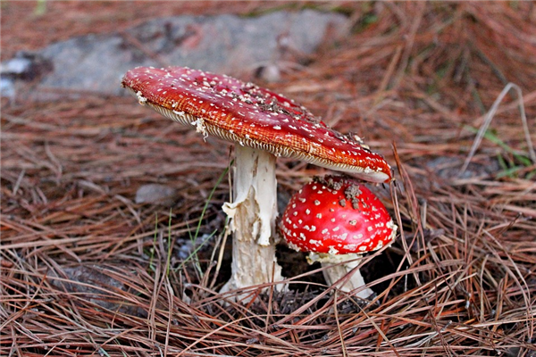 越野跑爱好者户外误食有毒野蘑菇：全身发黑去世