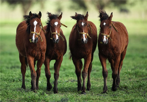 阿根廷首批“基因编辑马”上线 跑得飞快但被禁止参赛！