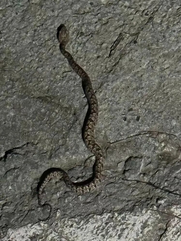 男子被毒蛇咬伤 女友教科书级应对：第一时间拿起手机拍照