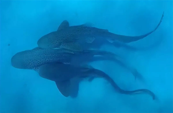 人类首次拍到野生豹纹鲨交配：两雄一雌 仅110秒就瘫软在地