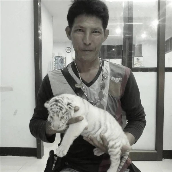 随意下车还背对着狮子 泰国一饲养员被狮群袭击致死：游客目睹
