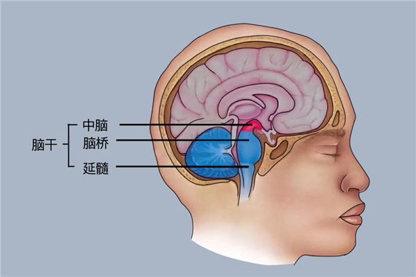 这个代号SM的患者 她不会感到恐惧：科学家研究了40多年