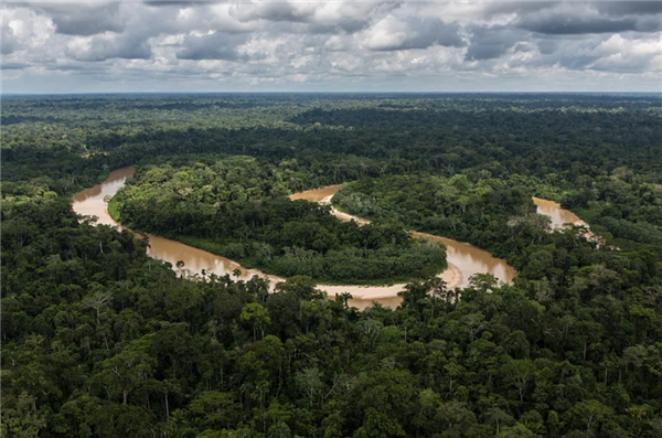 亚马逊雨林树木正不受控地长高 这可不是什么好事