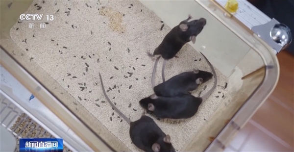 神舟二十一号今晚发射带4只小鼠上太空!对人类未来太空繁衍有重要意义