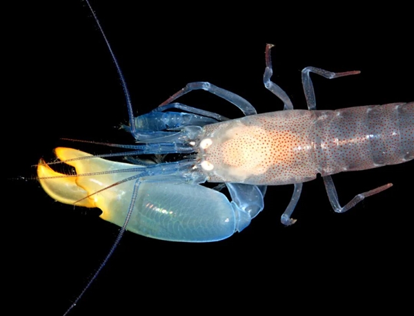 这类奇怪的大虾 有着白蚁、蚂蚁一样的社会结构 水中唯一