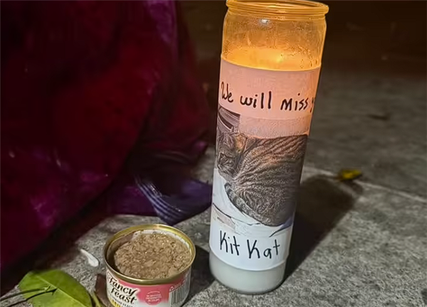 明星猫被撞死后 谷歌自动驾驶公司Waymo陷公关危机