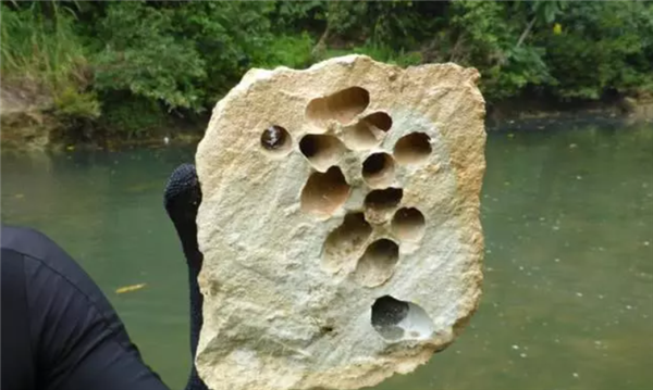 船蛆：地球上最独特的动物群体之一