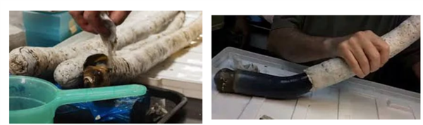 船蛆：地球上最独特的动物群体之一