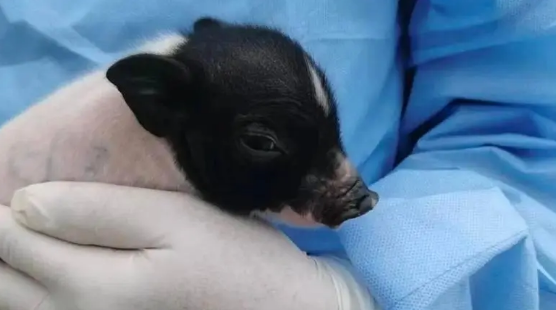 创亚洲纪录！四川造基因编辑猪肾在人体内工作261天 基因编辑 猪肾在人体内工作261天 第2张