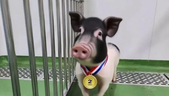 创亚洲纪录！四川造基因编辑猪肾在人体内工作261天 基因编辑 猪肾在人体内工作261天 第1张