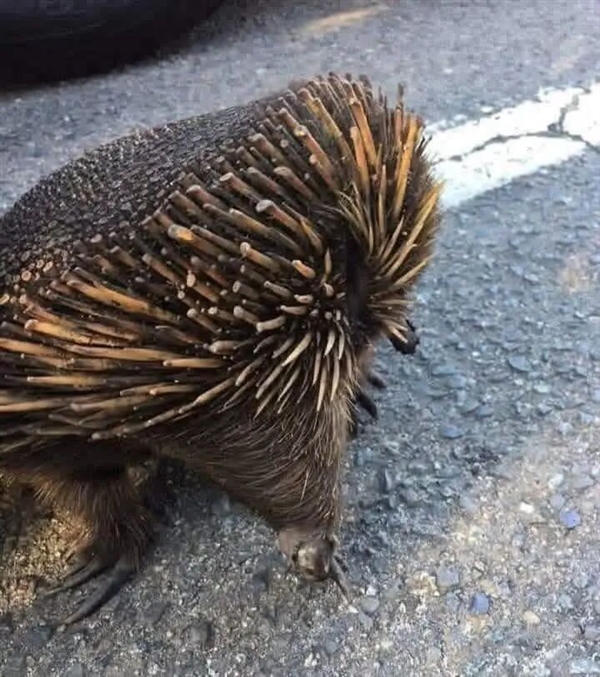 这种身披棘刺的动物适应了森林火灾 被火烧成平头也不逃跑 动物适应了森林火灾 第1张