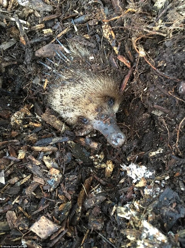 这种身披棘刺的动物适应了森林火灾 被火烧成平头也不逃跑 动物适应了森林火灾 第5张