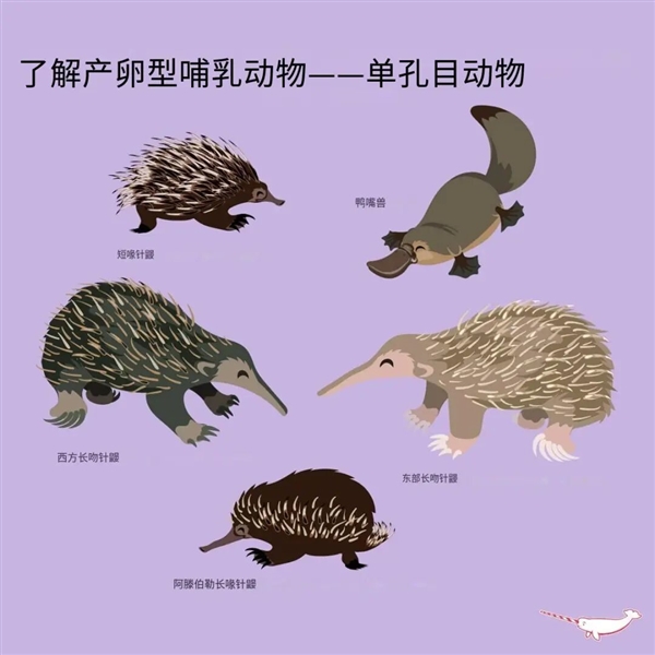 这种身披棘刺的动物适应了森林火灾 被火烧成平头也不逃跑 动物适应了森林火灾 第3张