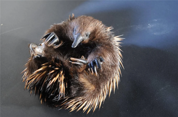 这种身披棘刺的动物适应了森林火灾 被火烧成平头也不逃跑 动物适应了森林火灾 第6张