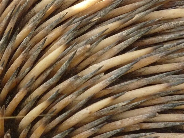 这种身披棘刺的动物适应了森林火灾 被火烧成平头也不逃跑 动物适应了森林火灾 第7张