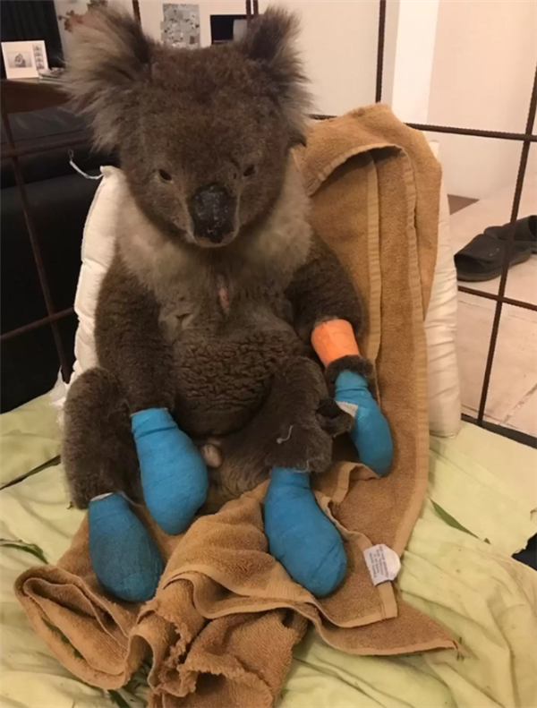 这种身披棘刺的动物适应了森林火灾 被火烧成平头也不逃跑 动物适应了森林火灾 第8张