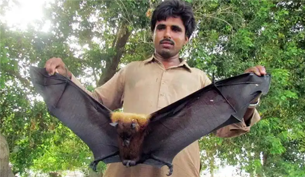 死亡率最高75% 印度暴发尼帕病毒疫情!会像新冠那样蔓延吗 印度尼帕病毒 第2张 死亡率最高75% 印度暴发尼帕病毒疫情!会像新冠那样蔓延吗 印度尼帕病毒 第2张