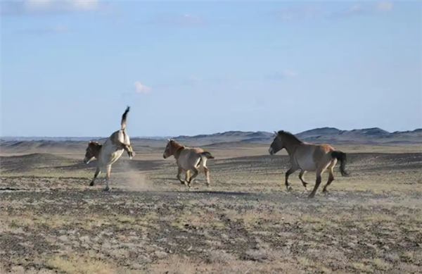 现存唯一野生马种！北京动物园有1只 珍稀程度堪比大熊猫 野生马种 第1张