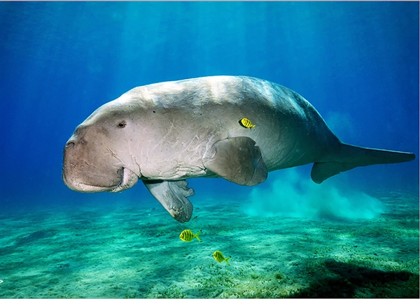 广东海滩发现“美人鱼”尸体：2022年已功能性灭绝 美人鱼 第2张