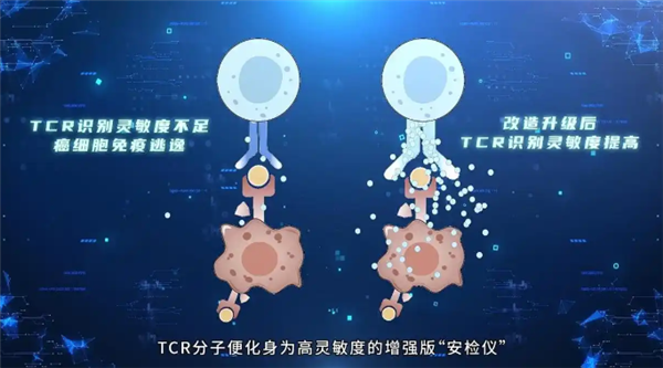 精准狙杀癌细胞！我国科学家突破T细胞识别瓶颈 癌细胞 第1张