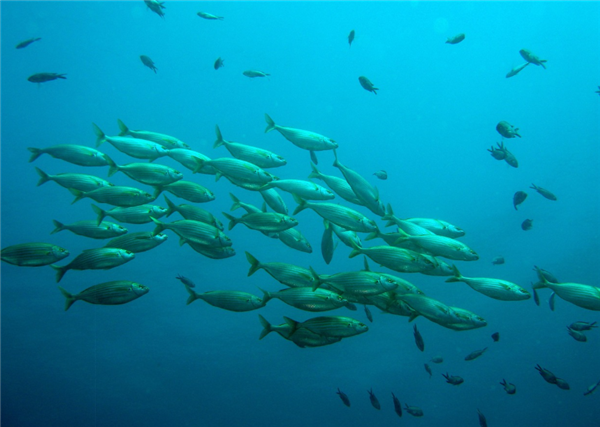 我国硬骨鱼类研究新突破！填补从鱼到人演化重大空白 硬骨鱼类研究 第2张