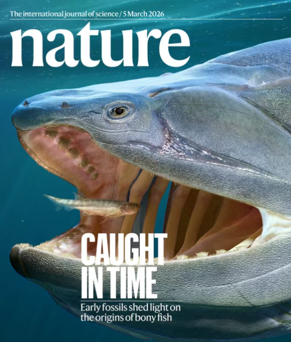 我国硬骨鱼类研究新突破！填补从鱼到人演化重大空白 硬骨鱼类研究 第1张