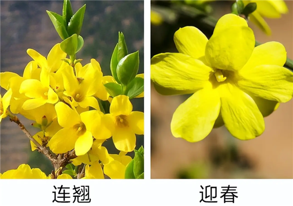 早春第一批开花的植物 为什么花朵大多是黄色的 早春开花的植物为什么花朵大多是黄色 第5张 早春第一批开花的植物 为什么花朵大多是黄色的 早春开花的植物为什么花朵大多是黄色 第5张