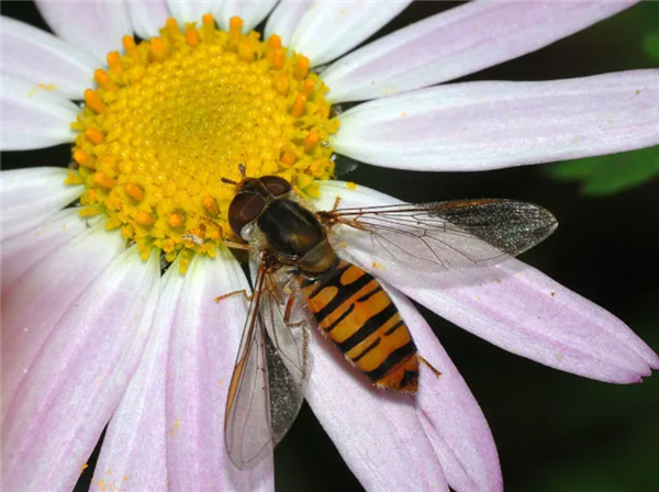 早春第一批开花的植物 为什么花朵大多是黄色的 早春开花的植物为什么花朵大多是黄色 第2张 早春第一批开花的植物 为什么花朵大多是黄色的 早春开花的植物为什么花朵大多是黄色 第2张