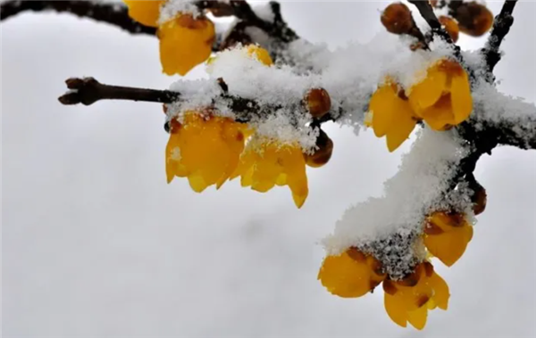 早春第一批开花的植物 为什么花朵大多是黄色的 早春开花的植物为什么花朵大多是黄色 第1张 早春第一批开花的植物 为什么花朵大多是黄色的 早春开花的植物为什么花朵大多是黄色 第1张