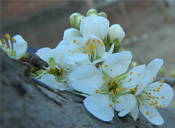 早春第一批开花的植物 为什么花朵大多是黄色的 早春开花的植物为什么花朵大多是黄色 第6张 早春第一批开花的植物 为什么花朵大多是黄色的 早春开花的植物为什么花朵大多是黄色 第6张